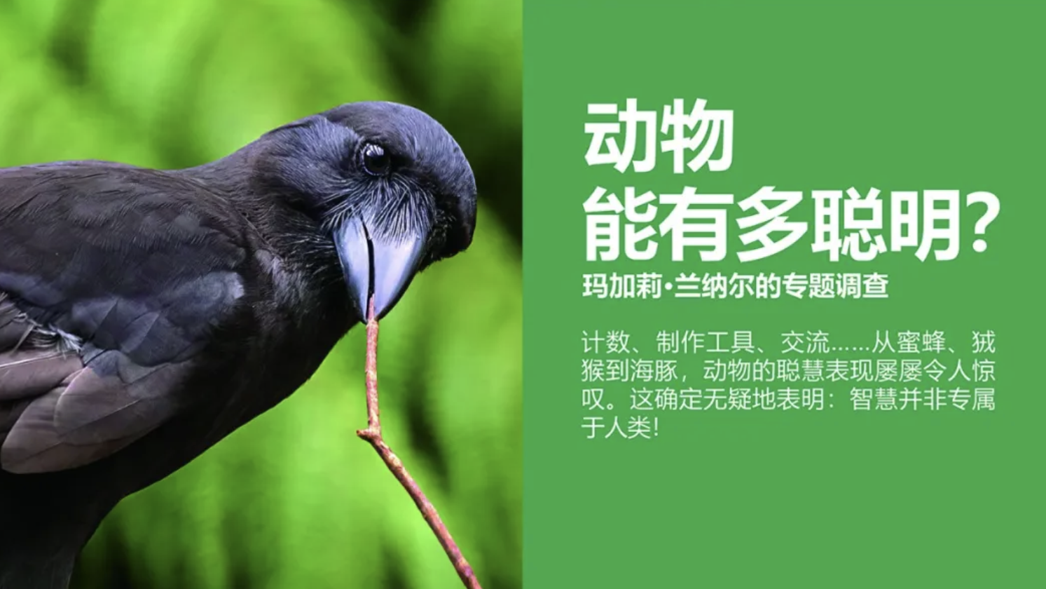 动物能有多聪明?