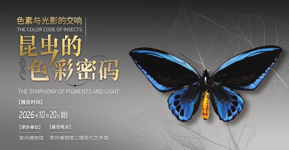 色素与光影的交响:昆虫的色彩密码