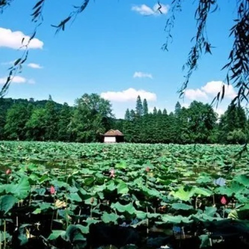 The Palace Museum