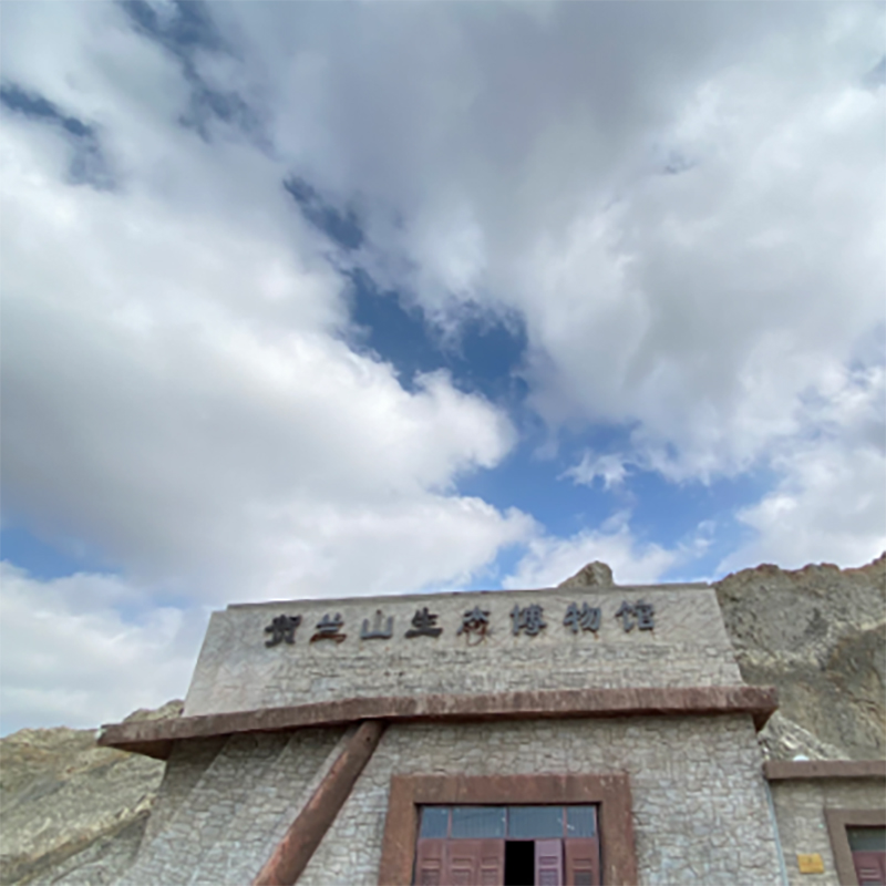 The Palace Museum